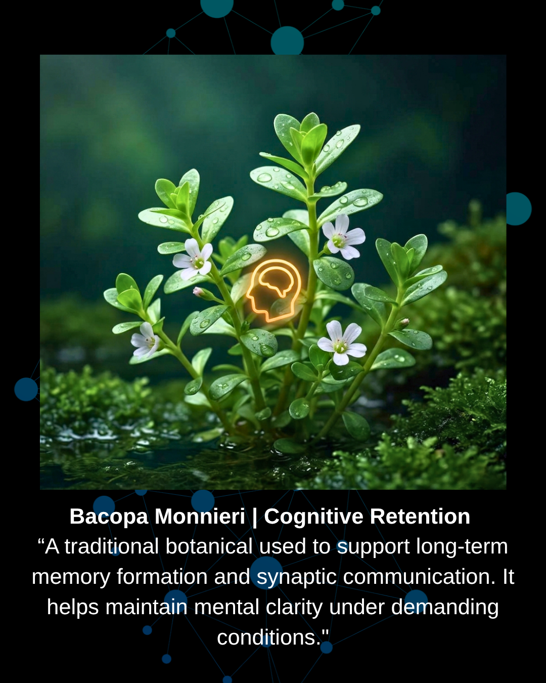 Bacopa Monnieri plant extract for cognitive retention, long-term memory formation, synaptic communication, and mental clarity support.
