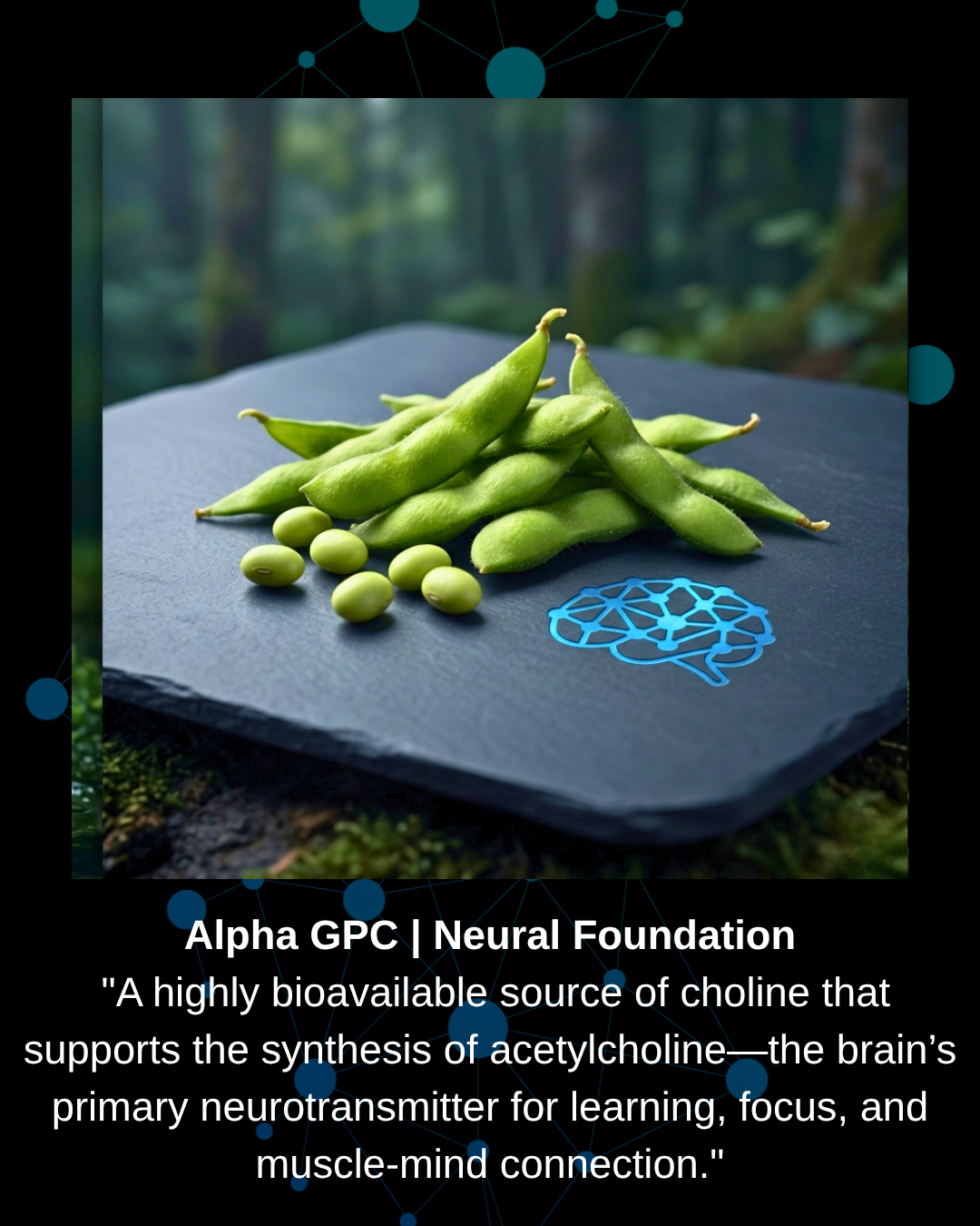 Alpha GPC bioavailable choline source for neural foundation, acetylcholine synthesis, cognitive learning, focus, and muscle-mind connection.
