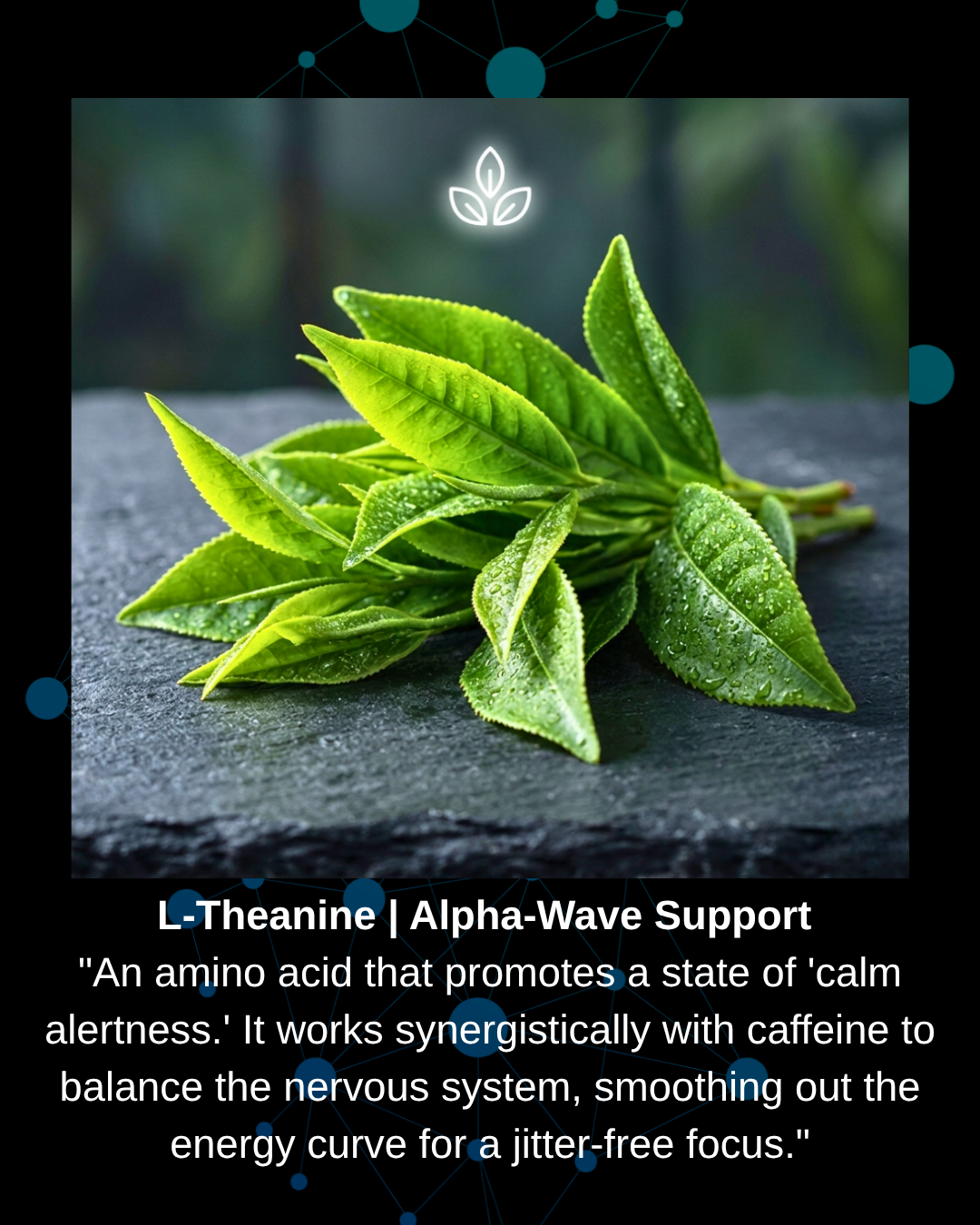 L-Theanine amino acid extract for alpha-wave support, calm alertness, jitter-free focus, and nervous system balance.